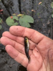 Fundulus nottii