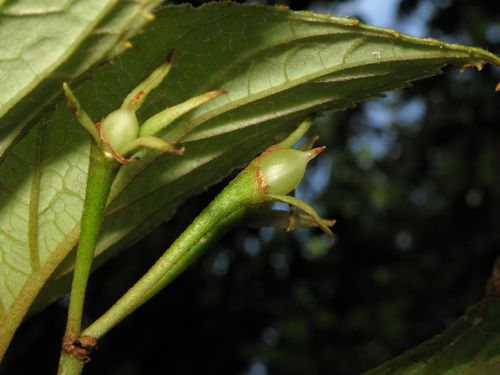 Cyrtandra giffardii