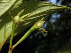 Cyrtandra giffardii