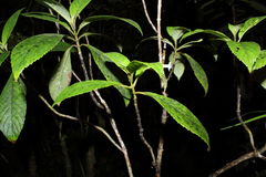 Cyrtandra giffardii