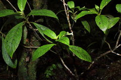 Cyrtandra giffardii