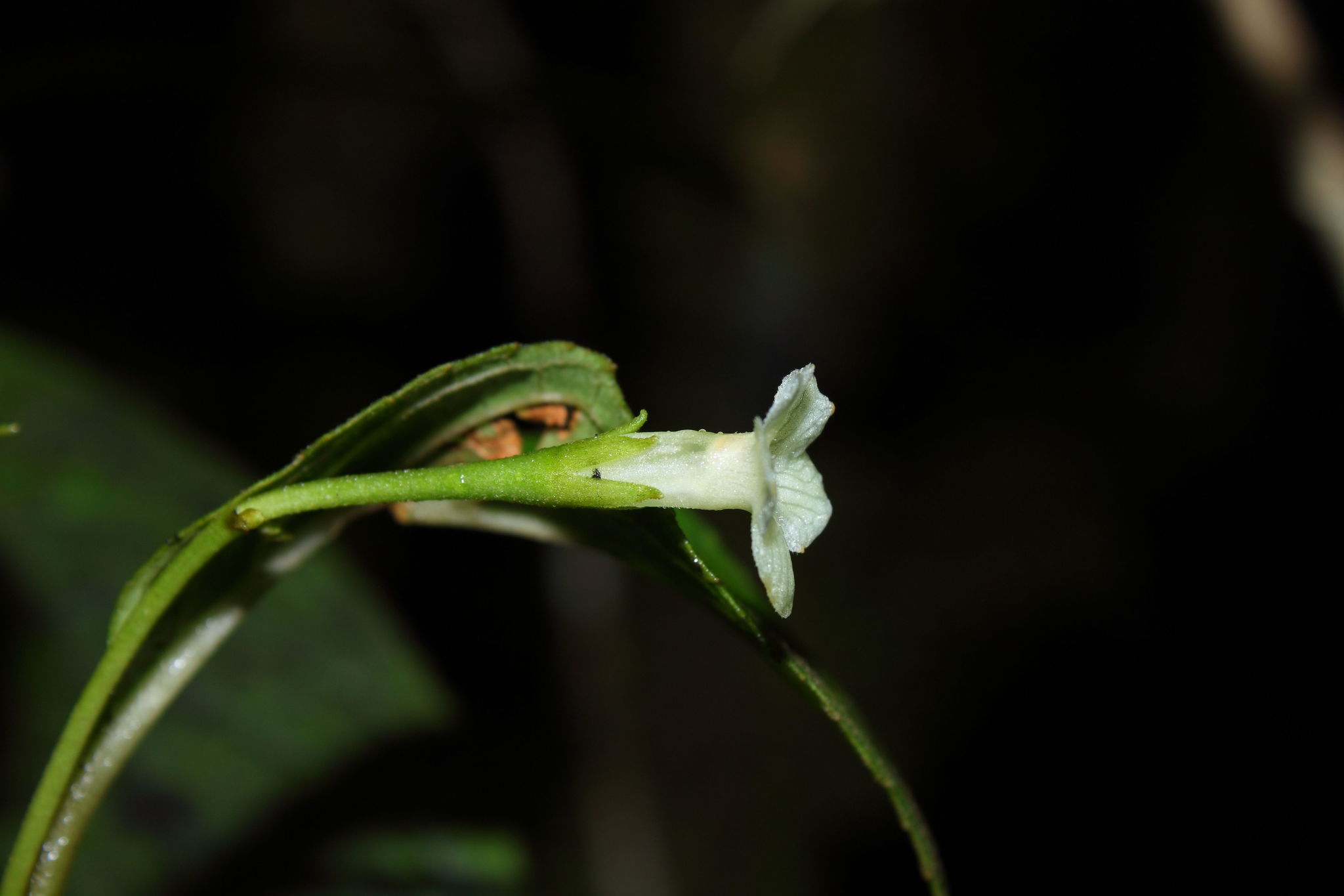 Cyrtandra giffardii