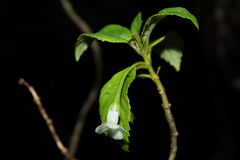 Cyrtandra giffardii