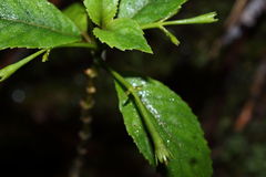 Cyrtandra giffardii