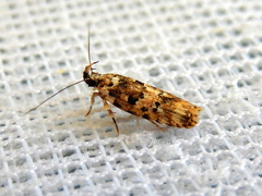 Ardozyga sodalisella