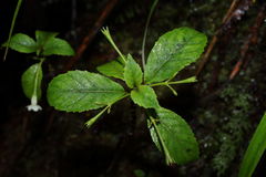 Cyrtandra giffardii