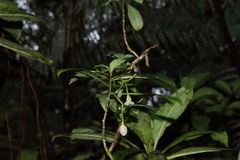 Cyrtandra giffardii