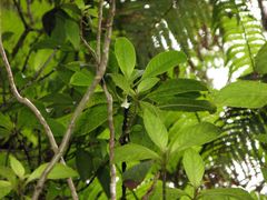 Cyrtandra giffardii
