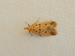 Atheropla decaspila