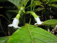Cyrtandra giffardii