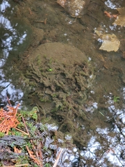 Fontinalis hypnoides