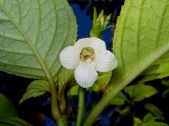 Cyrtandra giffardii