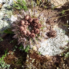 Parodia mammulosa