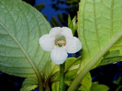 Cyrtandra giffardii