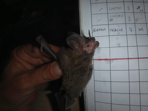 Fringe-lipped Bat