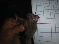 Trachops cirrhosus