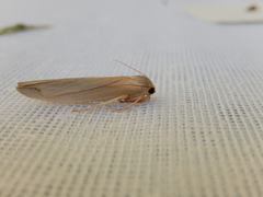 Calamidia hirta