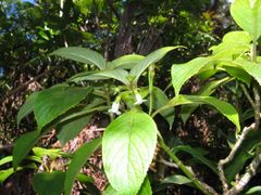 Cyrtandra giffardii