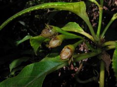 Cyrtandra giffardii