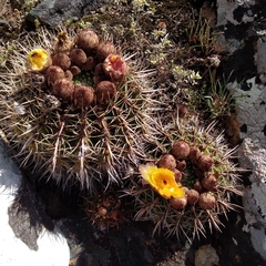 Parodia mammulosa