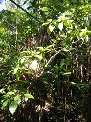 Cyrtandra giffardii