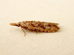 Carposina hyperlopha