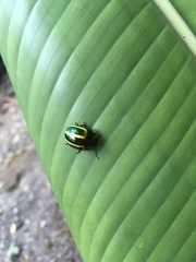 Desmogramma