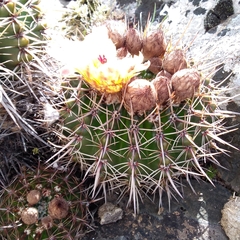 Parodia mammulosa
