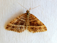 Chrysolarentia subrectaria