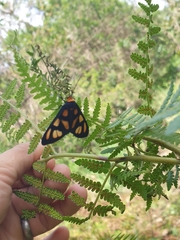Amata trigonophora