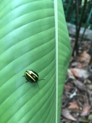 Desmogramma