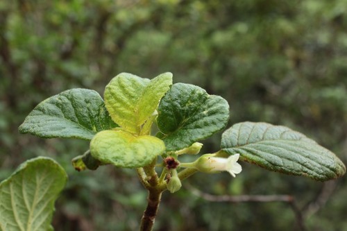 Palolo Valley cyrtandra (Cyrtandra gracilis)