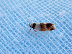 Crepidosceles glycydora