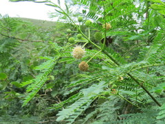 Leucaena leucocephala