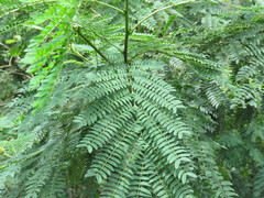 Leucaena leucocephala