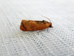 Cryptophlebia ombrodelta