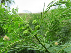 Leucaena leucocephala