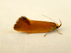Delexocha ochrocausta