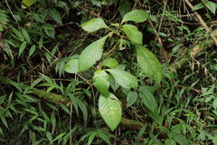 Cyrtandra grandiflora