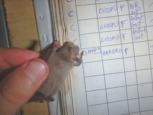 Brock's Yellow-eared Bat