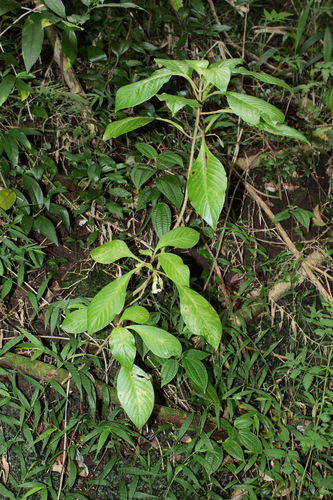 Cyrtandra grandiflora
