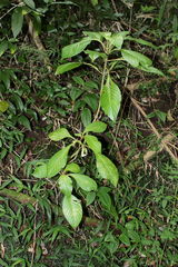 Cyrtandra grandiflora