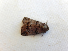 Dysbatus singularis