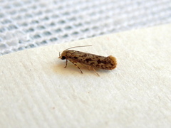 Elachista cynopa