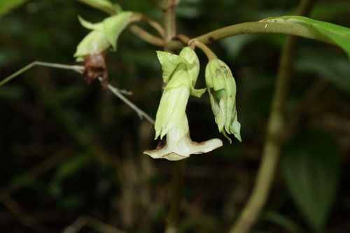 Cyrtandra grandiflora observed 2010-03-11