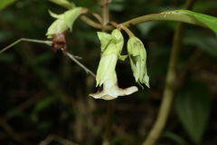Cyrtandra grandiflora