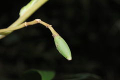 Cyrtandra grandiflora