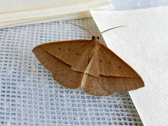 Epidesmia perfabricata