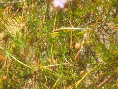 Tersonia cyathiflora