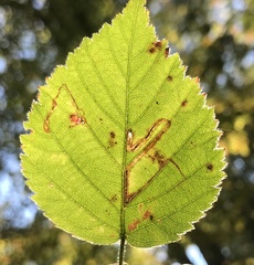 Stigmella villosella